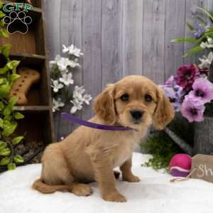 Miniature golden retriever 2024 cocker spaniel mix